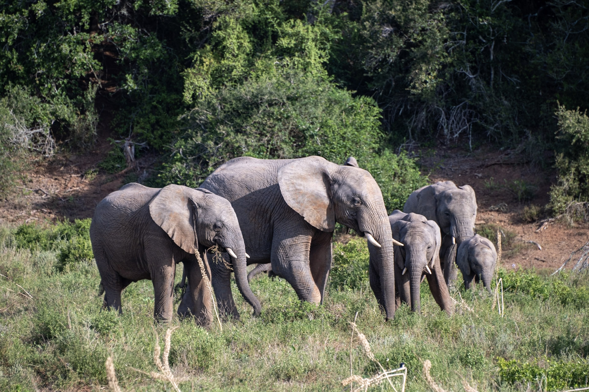 Five juvenile elephants standing together in a grassy area