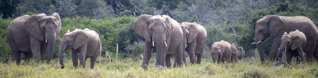 Eight elephants, a mix of adults and juveniles, standing in a line in the grass with thick vegetation in the background