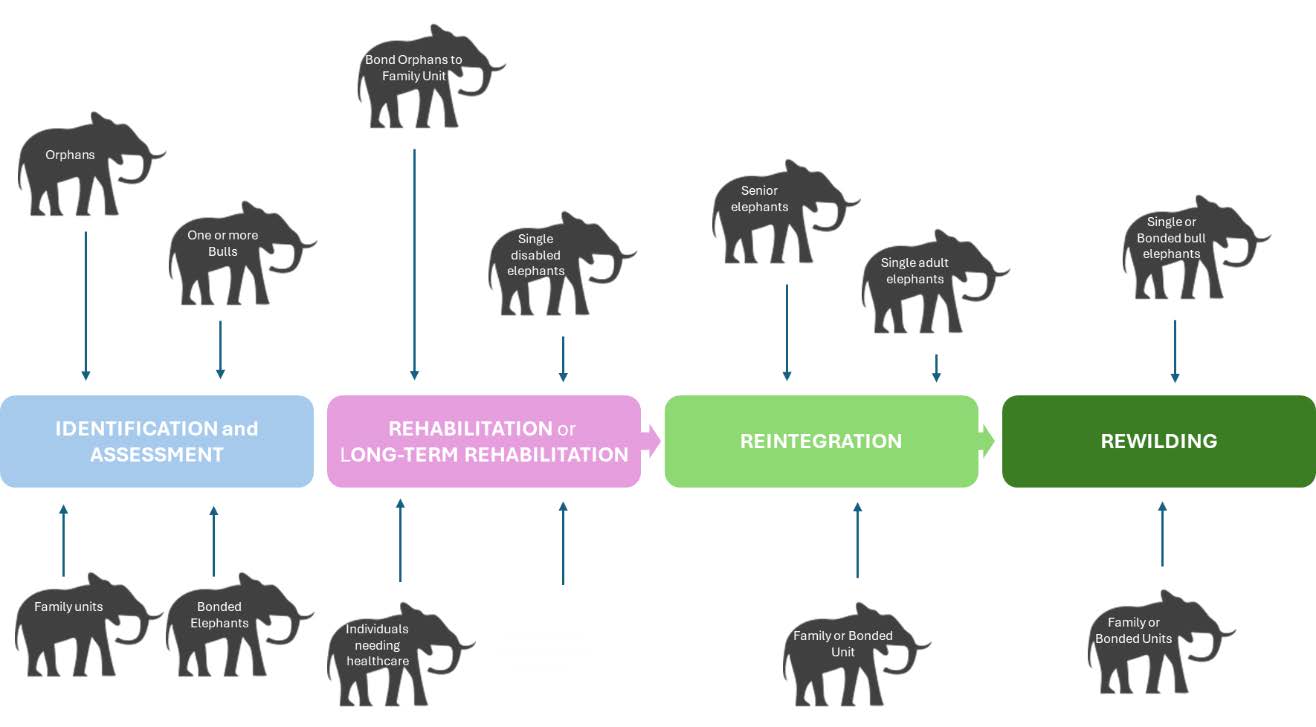 Linear graph explaining the four stages of rewilding elephants: Identification and Assessment, Rehabilitation or Long-term Rehabilitation, Reintegration, and Rewilding.